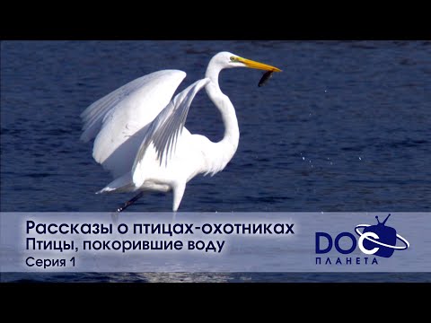 Рассказы о птицах-охотниках - Фильм 1. Птицы, покорившие воду - Документальный фильм