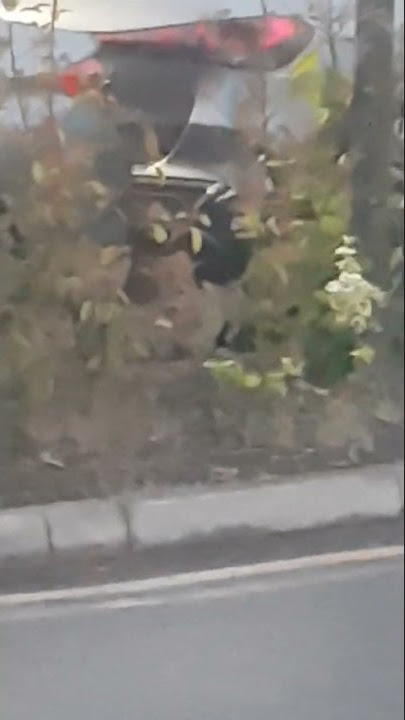 Fox at the Hospital