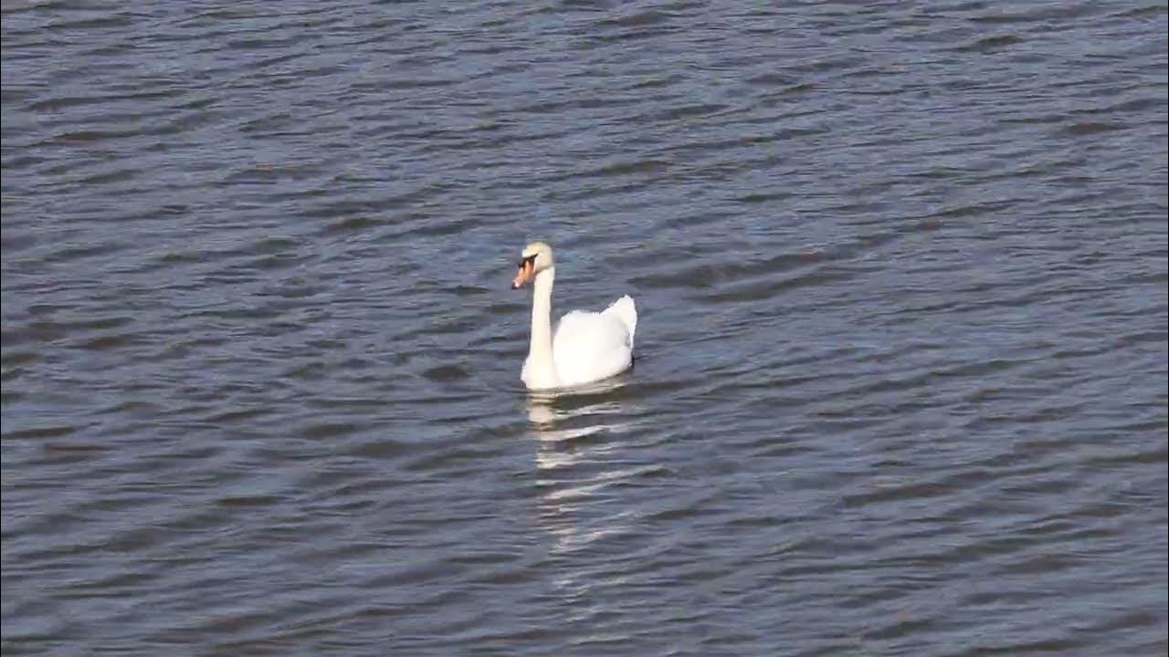 Mute Swan eBird Hotspot Bensenville Ditch, DuPage County, IL. April 13