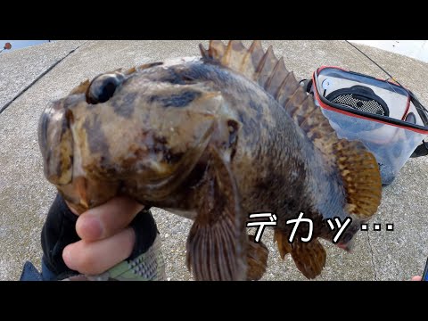 【グレの穴釣り】オキアミブロックで撒き餌穴釣りしたらグレは釣れまくるわデカいソイが釣れるわ楽しすぎた！