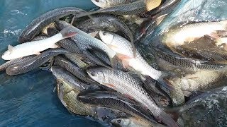 Traditional fishing | How to catch catfish & carp fishes with simple tools