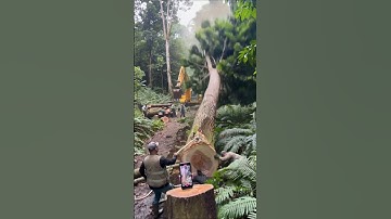 "Rainforest Logging" #trending #shorts #forest #logging