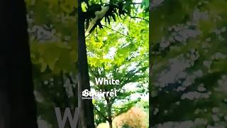 RARE Albino Squirrel Leaps into Canopy🐿️#UniqueSighting📸 🍃#WildlifeWatch #NaturePhotography 🌲