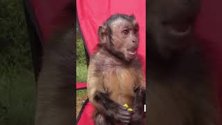 Silly Monkey banana pepper BATH #monkey #silly #funny #cute #shorts