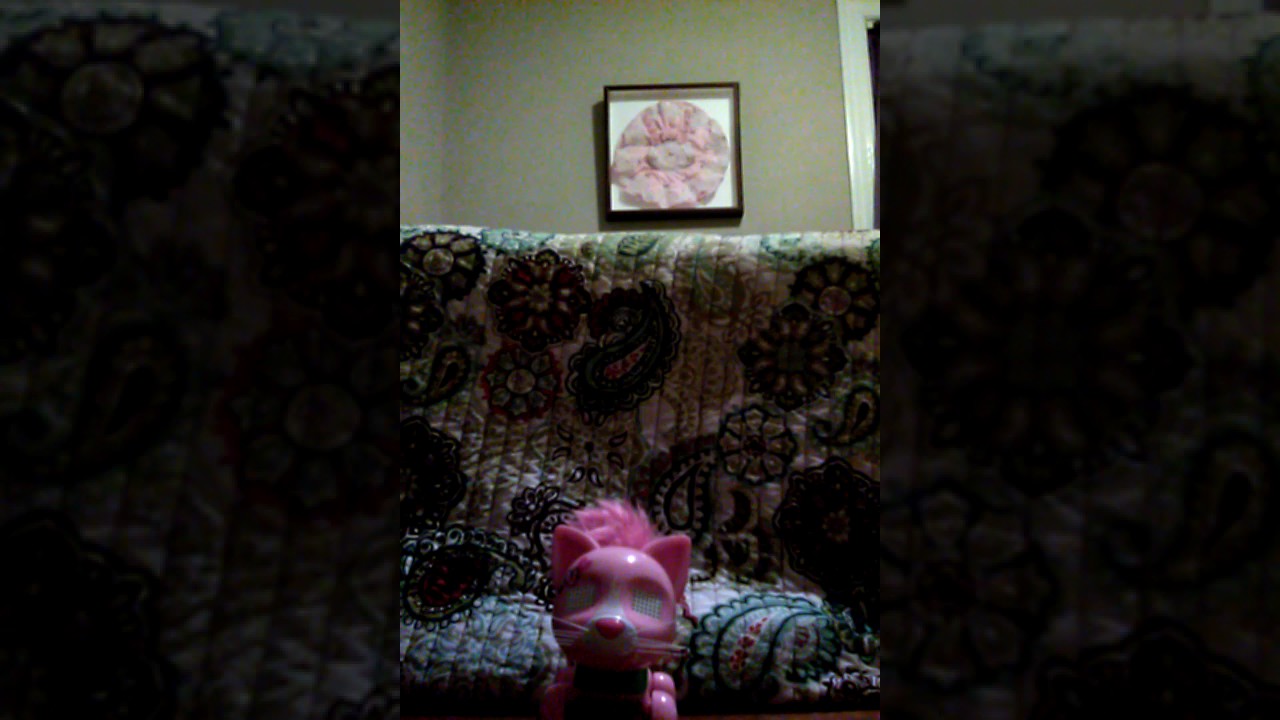 Zommer's Meowzes Review