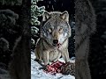 Wolf Pack Eating Fresh Meat | Wild Nature Survival Scene 🔥