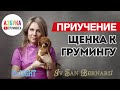 Как приучить щенка к грумингу. Агрессия, страх, лакомства