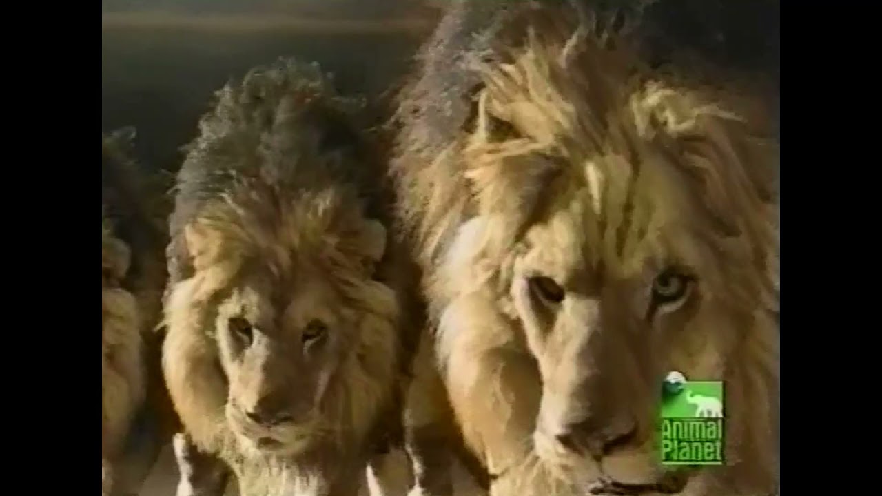 LIONS ATTACKING THE COLTS SUPER BOWL COMMERCIAL YouTube