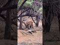 Dramatic Tiger Attack on Deer in Ranthambore π
| Wildlife Short