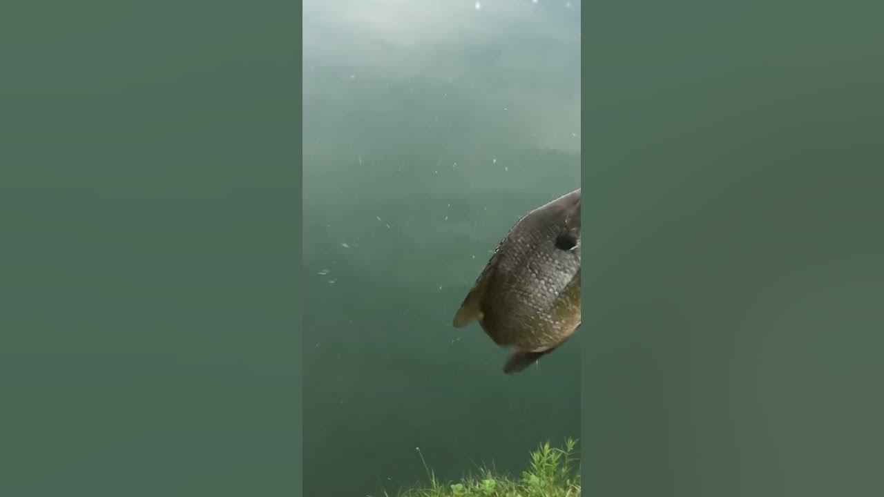 How big do sunfish even get shorts reaction fish youtube