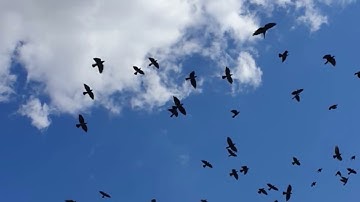 Ce se întâmplă după un final fericit? (Manele&Rock)