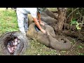 Severely injured elephant covered by flies in a critical condition treated by the kind veterinarians