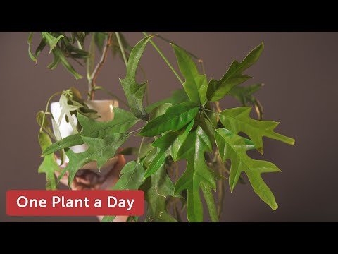 Video: Schefflera taimede paljundamine – kuidas ma saan schefflera pistikuid juurida