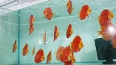 Raffelsia Discus At Aquantica Youtube Raffelsia Discus At Aquantica Youtube