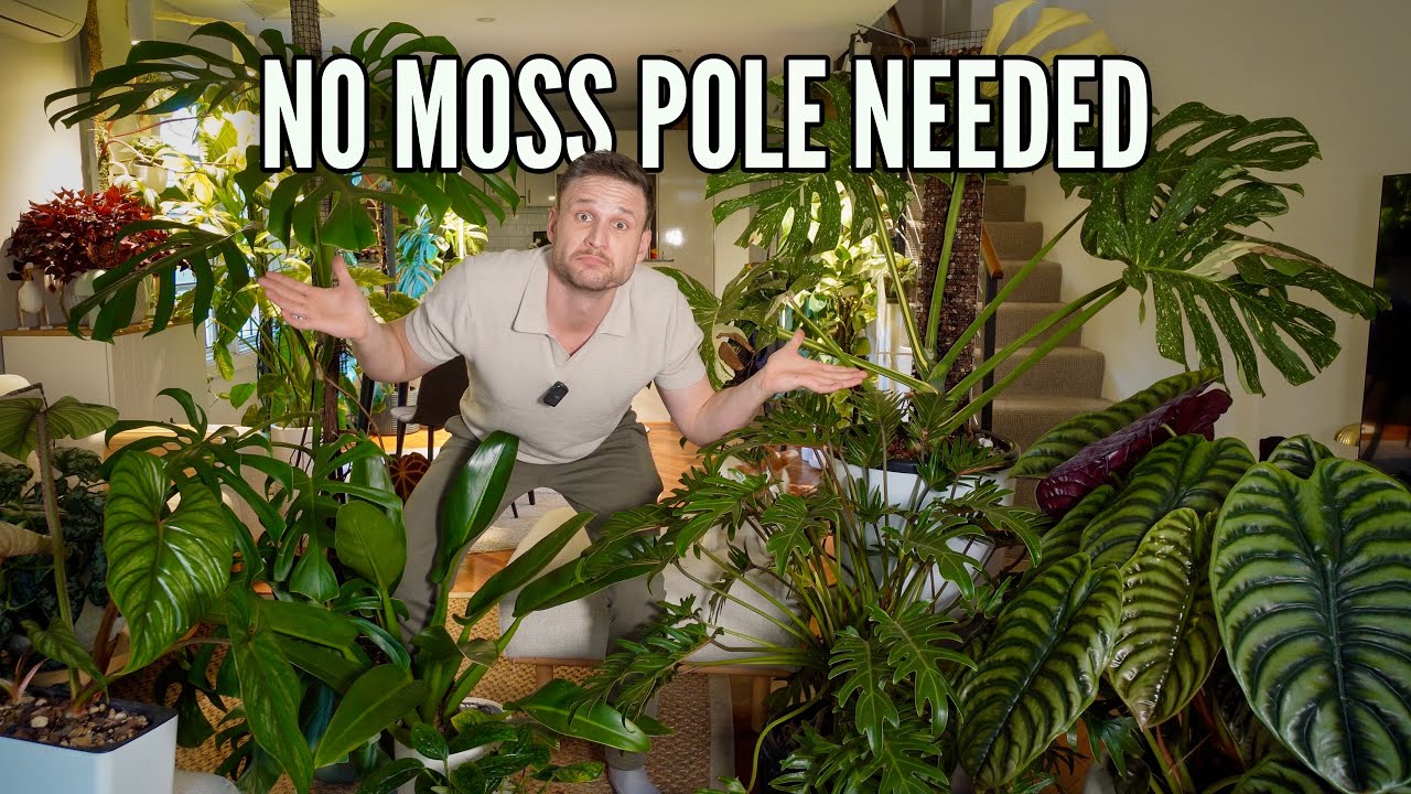 10 Plants that don't need a Moss Pole - have I changed my mind?