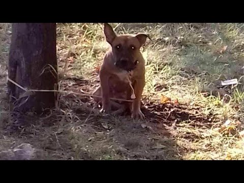 Верность и предательство! В парке нашли собаку, а рядом лежала записка…