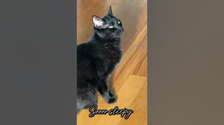 Video 9736441: bombay black cat, cat meow black, cat meow beautiful, cat sleeping beauty