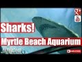 Myrtle Beach Aquarium Shark Tank March 2015!