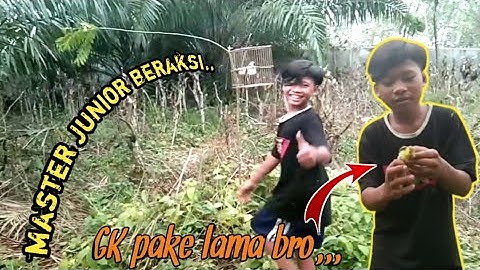 mikat sirtu || mikat sirdung || mikat cipoh bareng pemikat junior,,😁