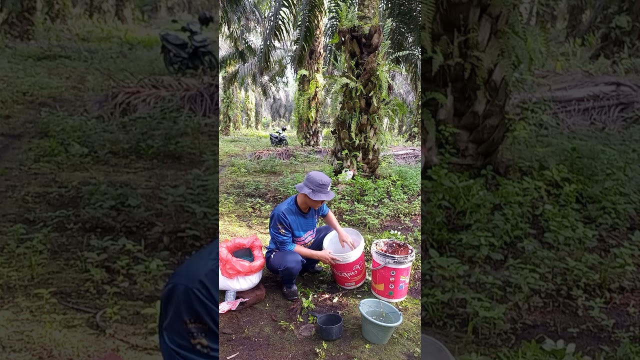 Pupuk Cair NPK 16 16 Yaramila Unik #petanisawitindonesia #sawit 