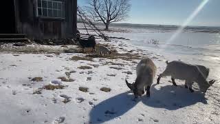 Chèvres qui marchent drôlement sur la neige