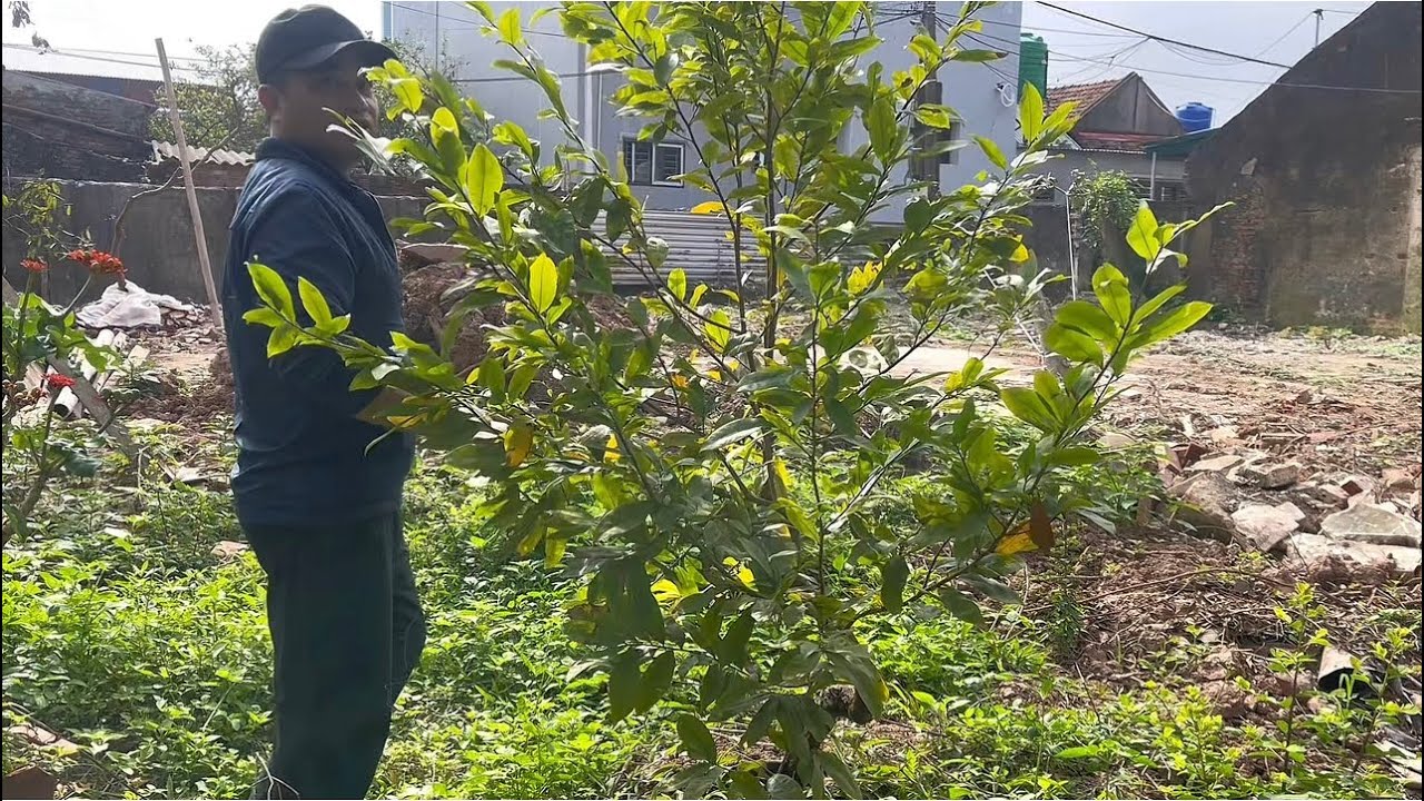 Tuốt Lá Mai Vàng Đúng Cách Để Ra Hoa Đúng Dịp Tết  ! Kỹ Thuật Chăm Sóc Mai 2026 