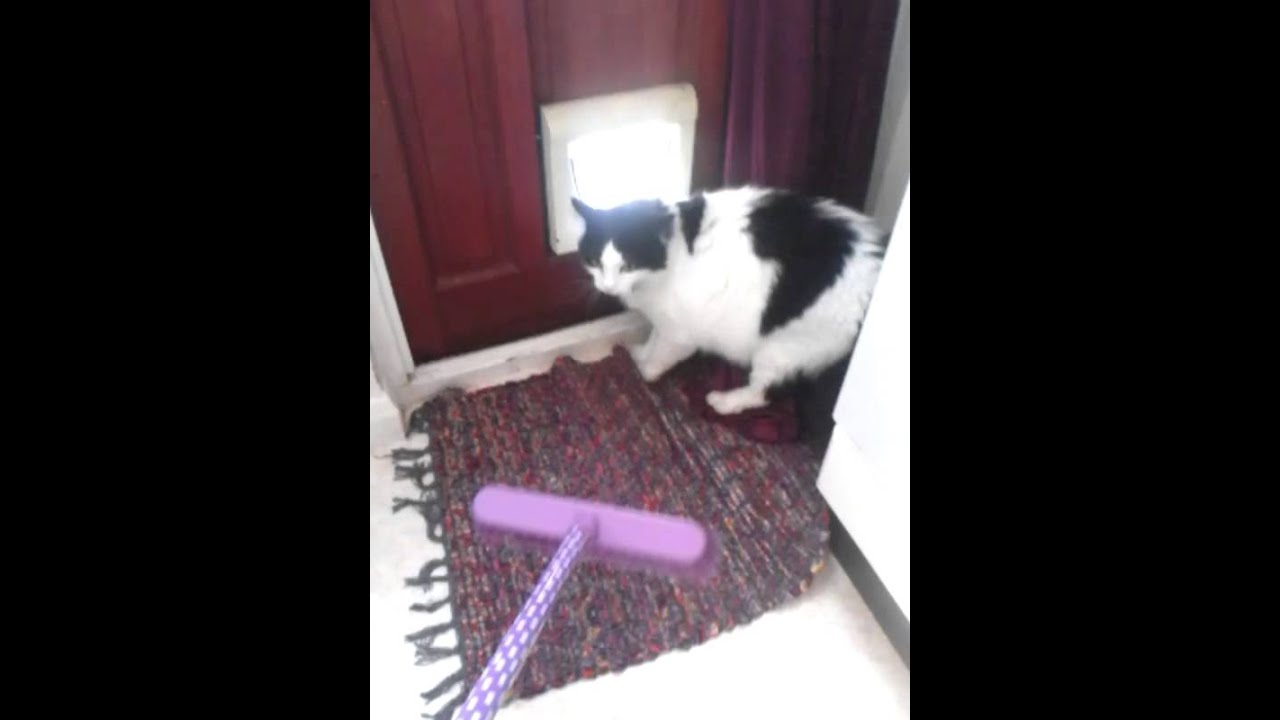 Cat Keeps Growling And Hissing At Me Cat Keeps Growling And Hissing At Me