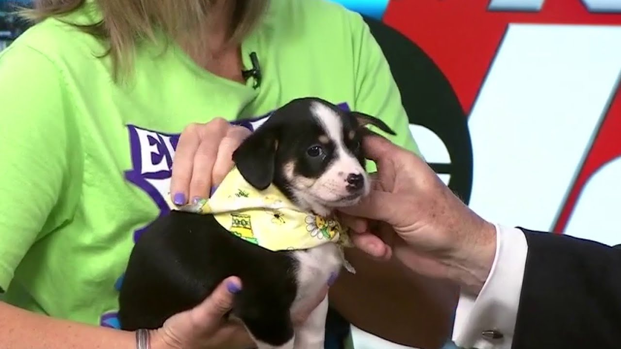 San Antonio Humane Society pet adoption candidate: Giggle - YouTube