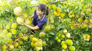 Harvest White Sapote Fruit,Blood Moon Fruit,Turmeric Root,Pear,Mulberry,...Cooking Go to market sell