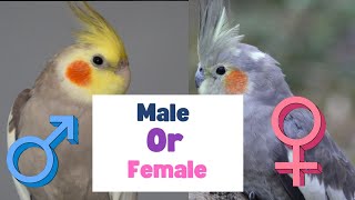 how to tell if your cockatiel is male or female