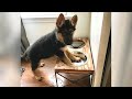 GERMAN SHEPHERDS are here to make you LAUGH - Funniest dogs