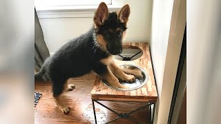 GERMAN SHEPHERDS are here to make you LAUGH - Funniest dogs by Tiger FunnyWorks 72,171 views 1 year ago 10 minutes, 15 seconds