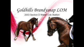 Goldhills Brandysnap Stallion Video