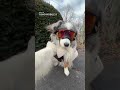 DJI Osmo Mobile 8 phone Shot