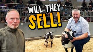 Sale Day for Our Dutch Spotted Sheep 🐑