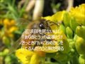 恋はブンブン