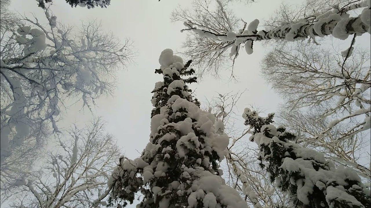 Фотовыставка поход в зимний лес