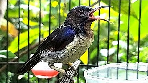 Kolibri Kelapa Gacor Emosi Tinggi