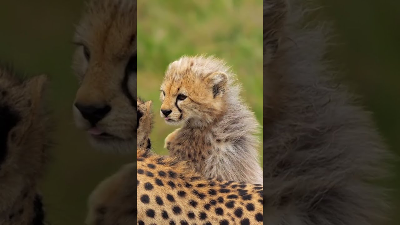 Why Do Baby Cheetahs Have A Mantle Naturepbs Wildlife Cheetah Babyanimals Animalshorts