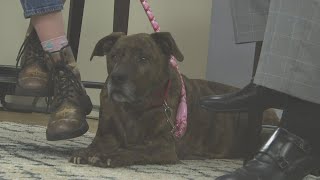 Pet Tails Curious a 10-year-old male dog adoptable at the Jacksonville Humane Society
