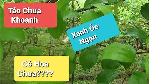 Cánh Đồng Táo Không khoanh Gốc Xanh Tốt Đã Có Hoa Chưa l Núi Đồi Lục Ngạn