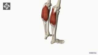 TRICEPS SURAL (GEMELO SÓLEO) DERECHOS Sant Cugat