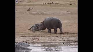 Watch what happens when this Hippo gets playful with a Crocodile