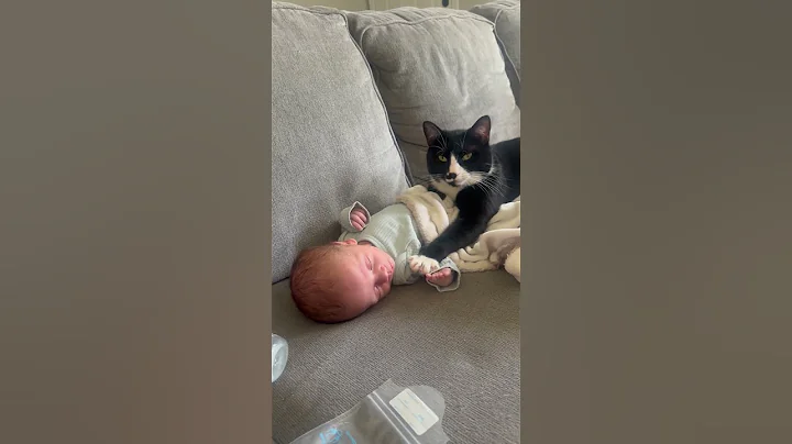 Video 5246721: cats catlover baby, cats catlover funny, cat baby sleeping