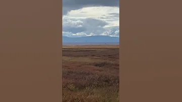 Осеннее сбивание в косяки гуся Гуменника, для перелёта.