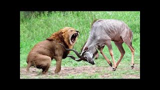 Kudu Is Powerful But Lion Is King