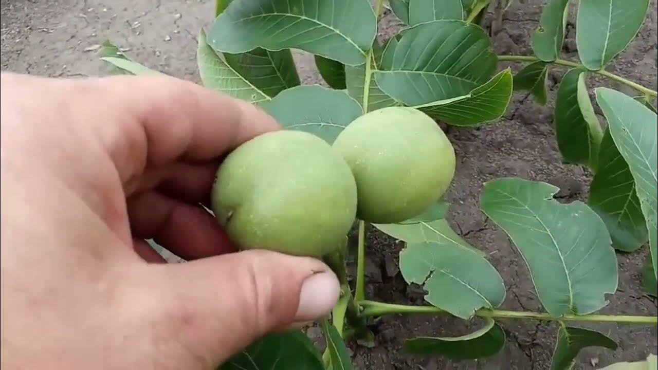 Крупноплодный скороплодный грецкий орех Скиф от Walnuts Broker - YouTube