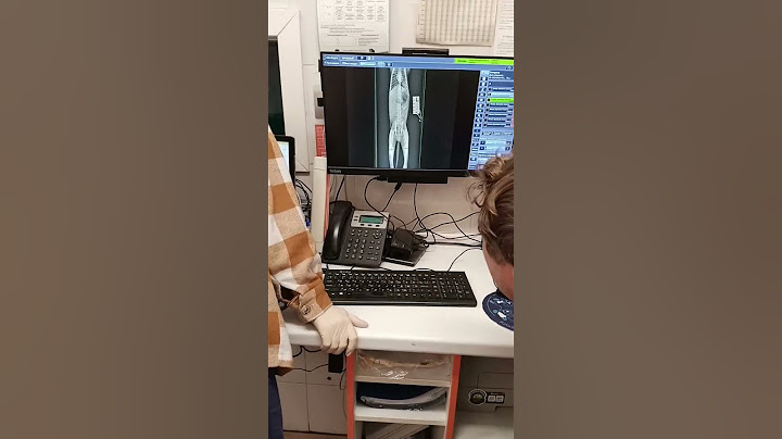 Рентген котенка