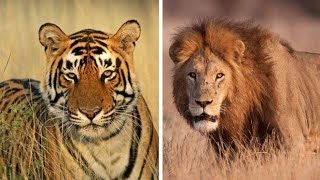 Львы и тигры | Дикие животные |  Дикие кошки