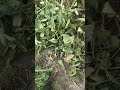 kitchen garden #shorts #shortvideo #viral #funny